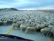 Plus grand troupeau de moutons jamais vu en pleine route au chili!
