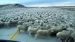 Plus grand troupeau de moutons jamais vu en pleine route au chili!