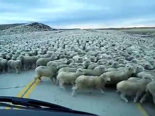 下载视频: Plus grand troupeau de moutons jamais vu en pleine route au chili!