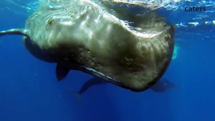 Remarkable Footage Of Sperm Whale Giving Birth