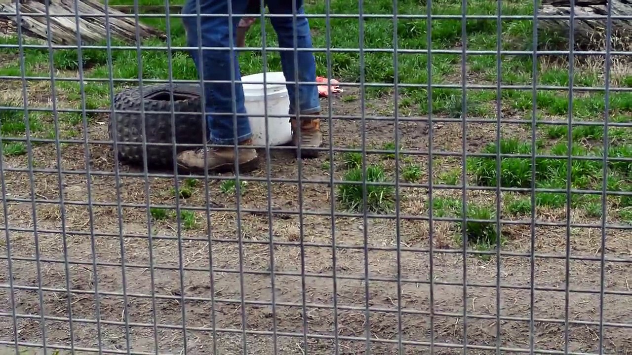 Lion Feeding At Mansfield Zoo Angry Lion Wants To Eat Man