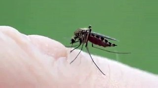 Mosquito's first closed-Video