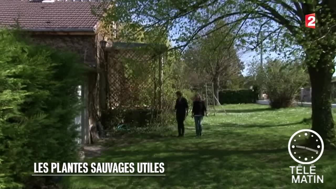 Sciences - Les plantes sauvages utiles