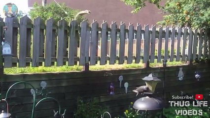 Animal Thug Life Compilation #10