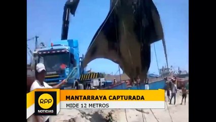 Raie Mante géante capturée au Perou