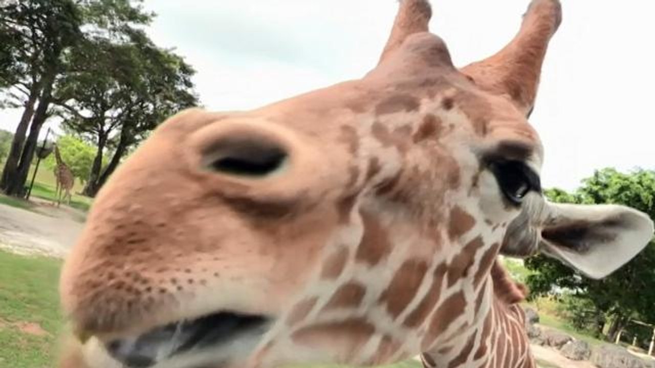 Dos 'pequeñas' jirafas, la nueva atracción del Zoo de Miami