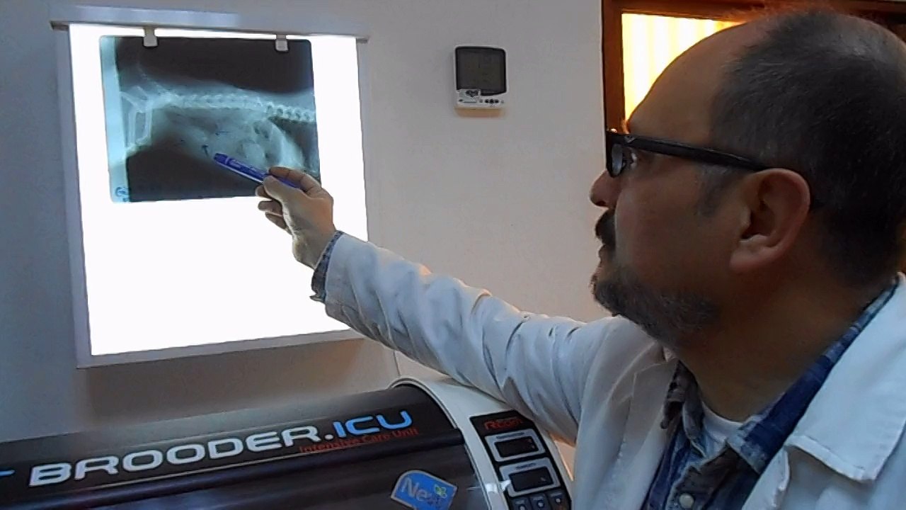 KÖPEKTE İDRAR KESESİ TAŞI RÖNTGENİ 226 43 04 Adana Denizpet veteriner kliniği.
