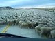 Un énorme troupeau de moutons au Chili
