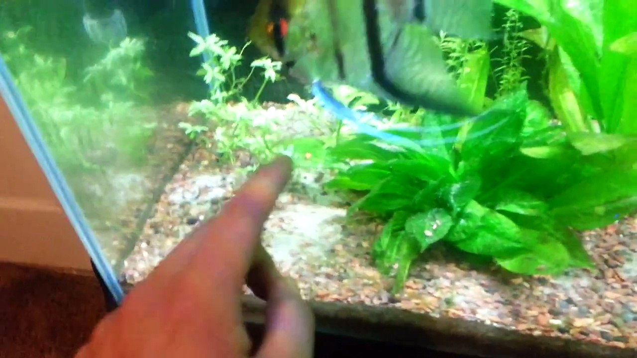 Re scape ideas for the 55 gallon low tech