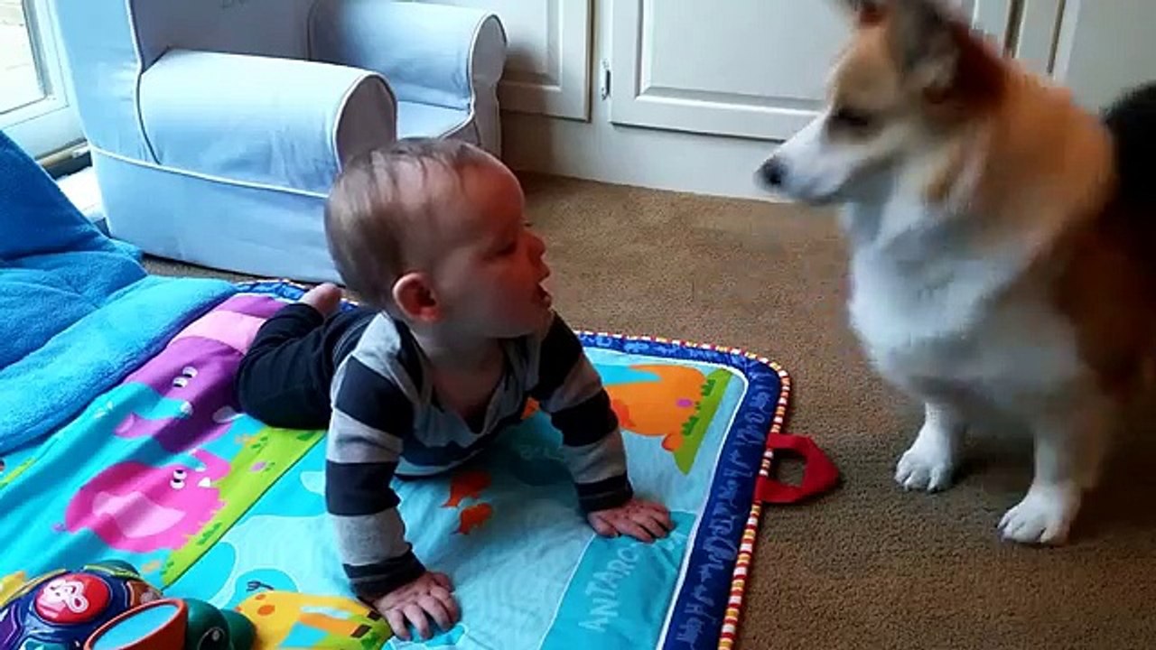 Tucker, le corgi qui ne comprend pas pourquoi ce bébé ne marche pas !