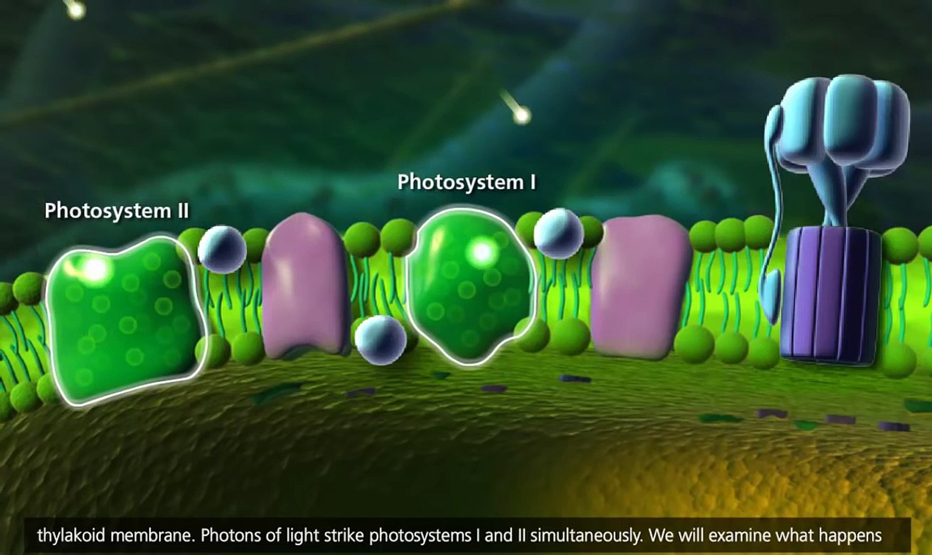 Photosynthesis: Light reaction, Calvin cycle, Electron Transport [3D  Animation] - Video Dailymotion