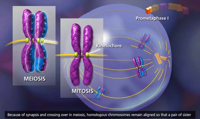 Meiosis: Crossing Over and Variability [3D Animation]