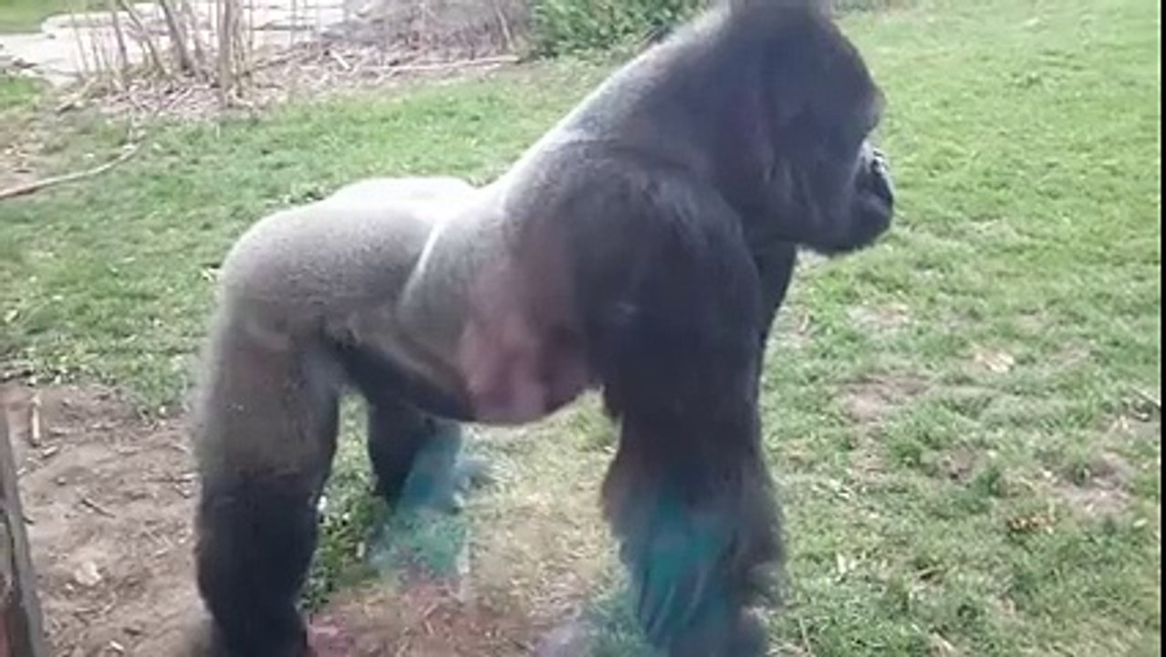Monkey attack