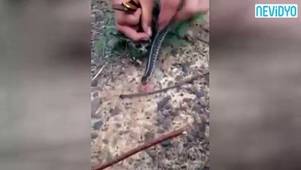 Yılan, kendisini kurtaranlara böyle teşekkür etti