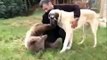 Turkish Kangal Dog fighting with bear.