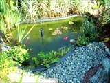 Mon bassin de jardin préformé, poissons rouges, aménagement déco, plantes