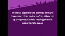 Facts Sheet about the Feral Pigeon