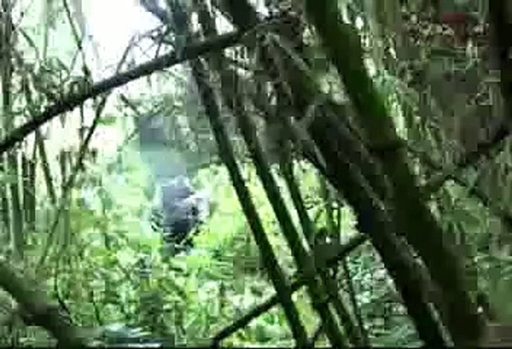 GORILAS EN LA NIEBLA