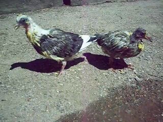 Jack et Jodie se nettoient 15 jours