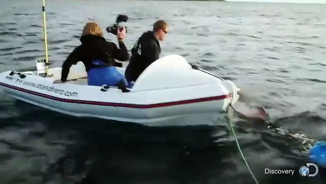 Un requin blanc attaque un petit bateau en Nouvelle Zélande
