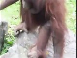 Orangutan Saves Baby Chick from Drowning Caught on Tape!!