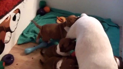 87ème vidéo des chiots de la 19ème portée de Staffordland