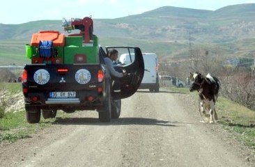 Ahırdan Kaçan İneği Polis Memuru Kesti