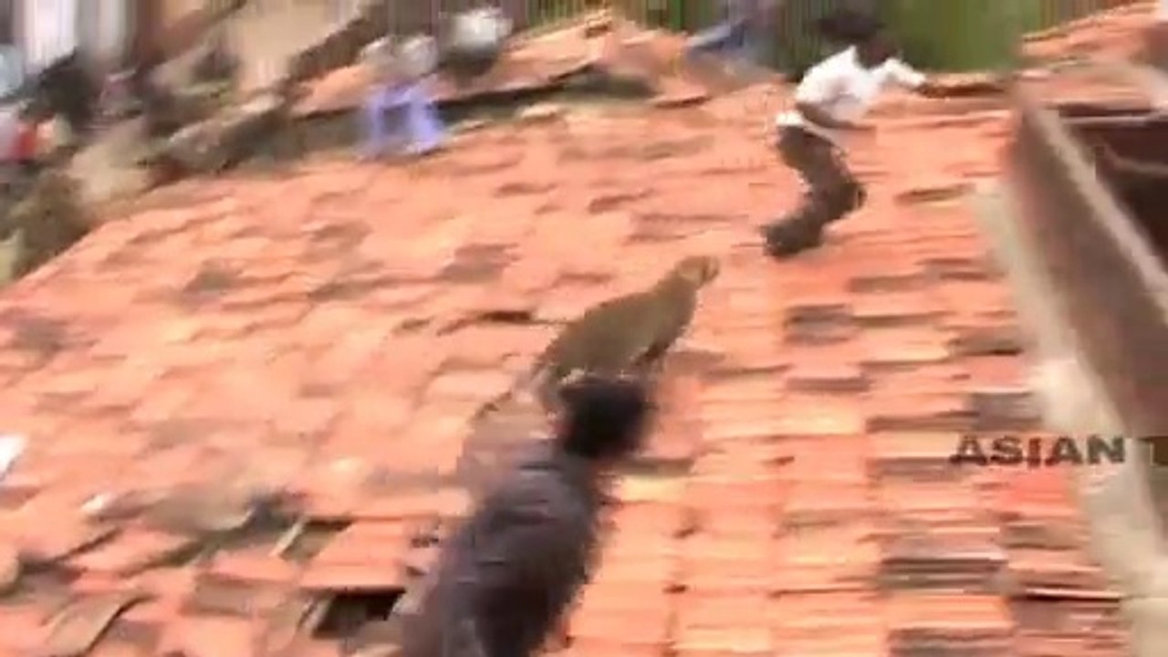 Tiger attack INDIA