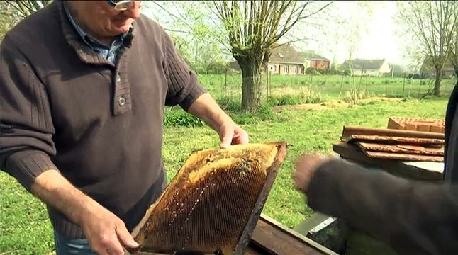 Les abeilles meurent, les apiculteurs survivent
