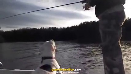 Bi Sıkıntısı Olup Anlatmaya Çalışan Köpek