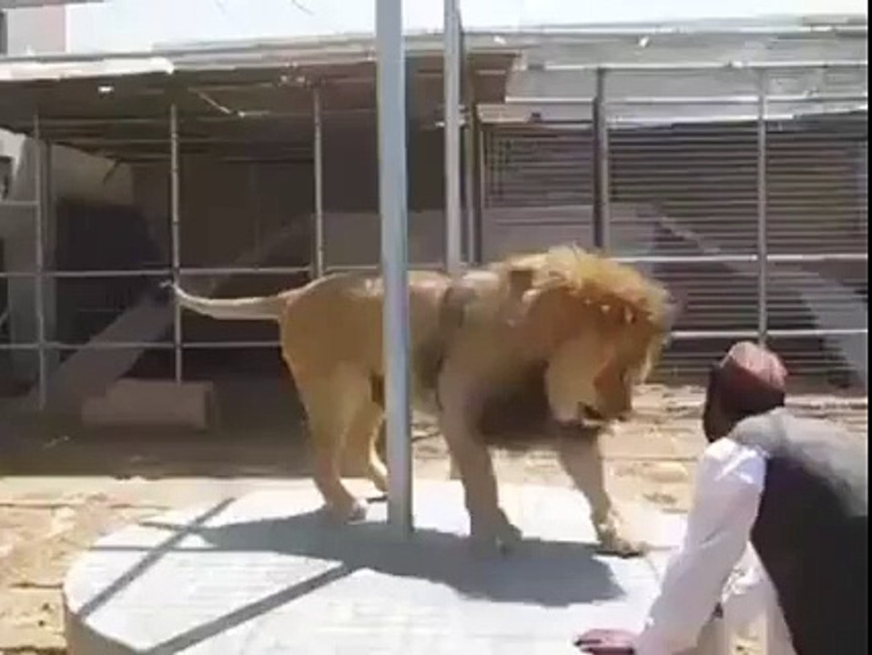 Lion Tragedy