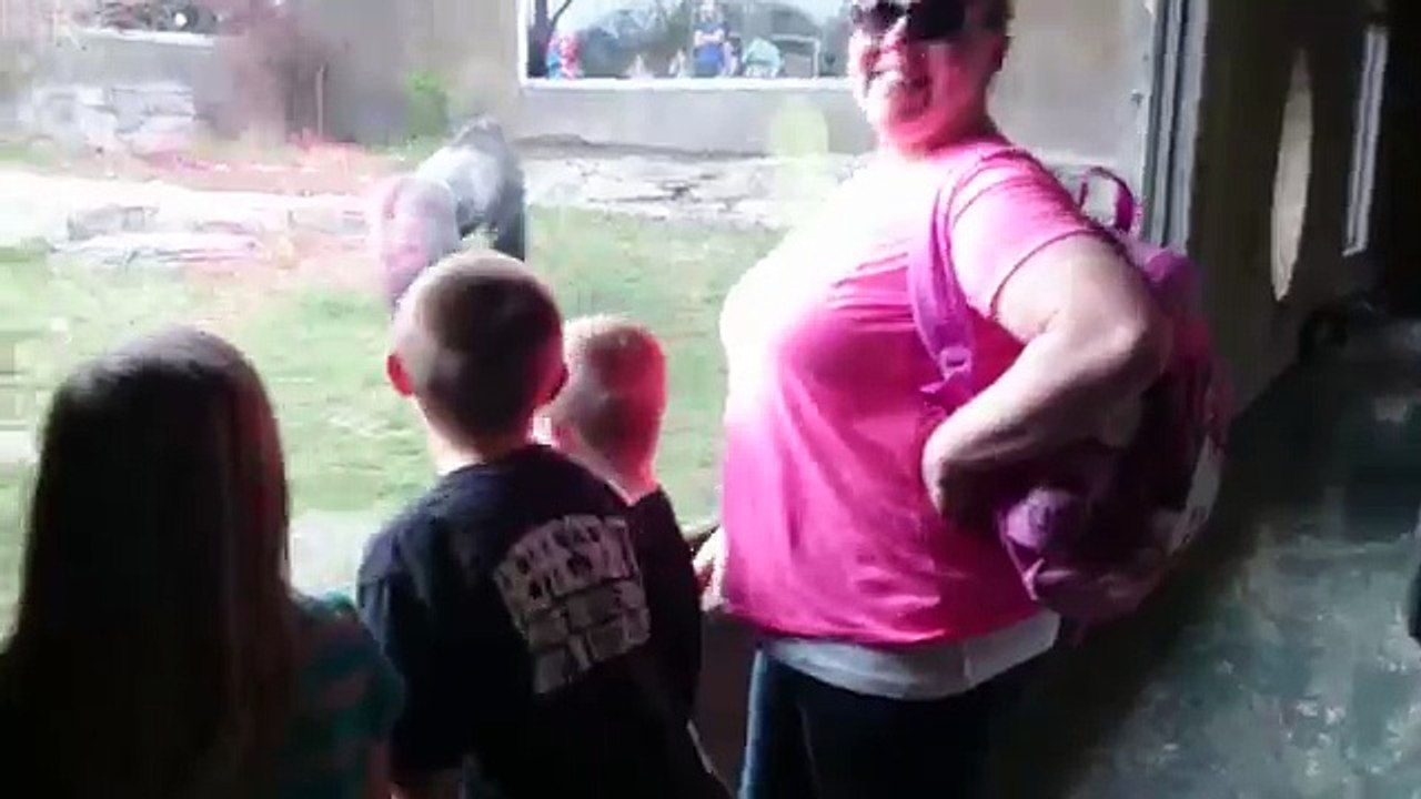 Attaque d'un dos argenté au zoo.
