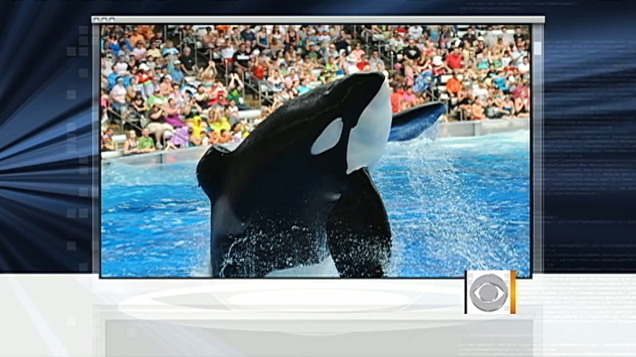 Tilikum: A year after trainer death