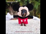 Mickey Mouse Kostümlü Köpek