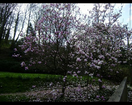 2015 Brest / Jardin botanique / Magnolias