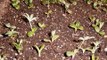 Growing From Seed -Herbs-Perennials-Flower Seed