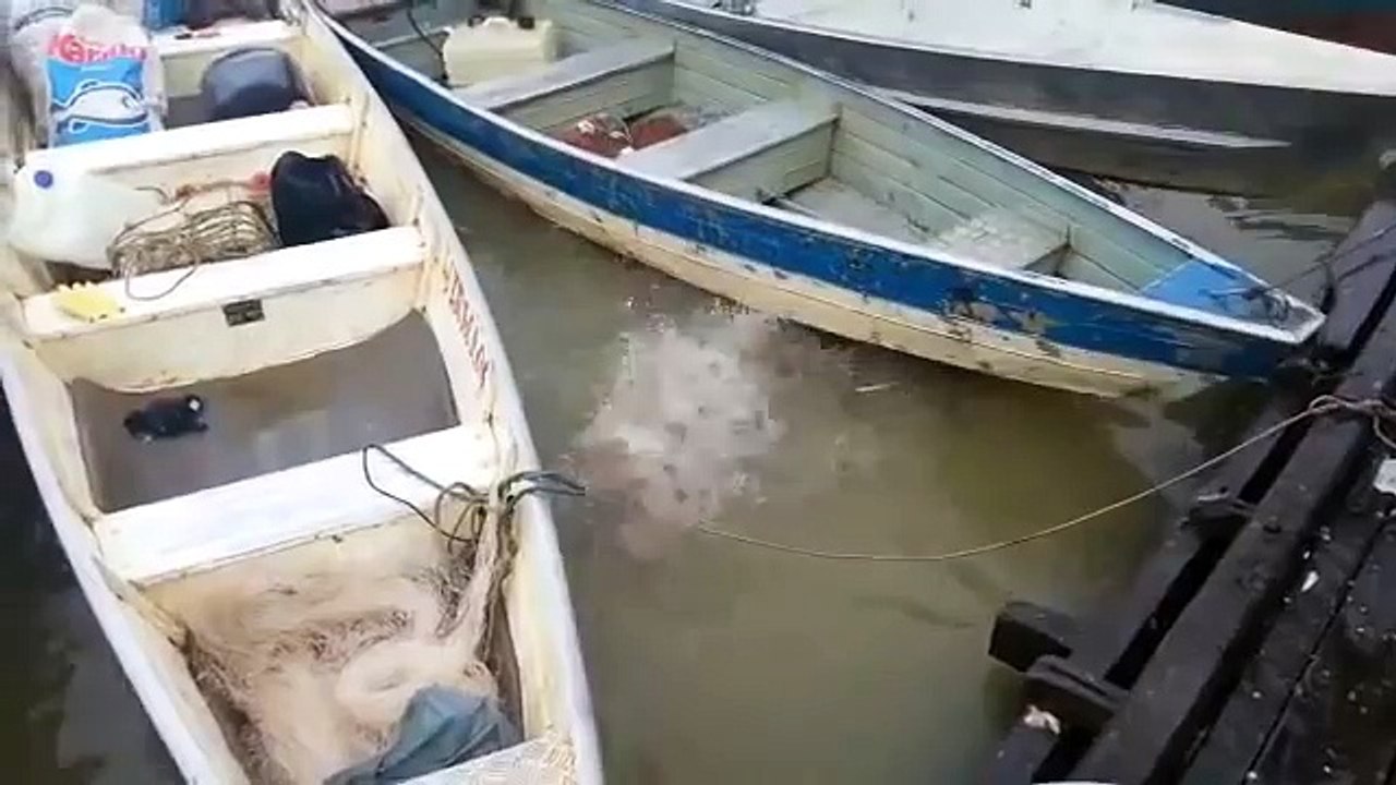 Donner à Manger à des Piranhas au Brésil