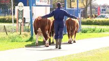 Vier stieren genieten in Kardinge uurtje lang van onverwachte vrijheid - RTV Noord