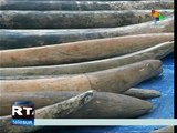 Incautan en Tailandia 3 toneladas de marfil provenientes de Kenia