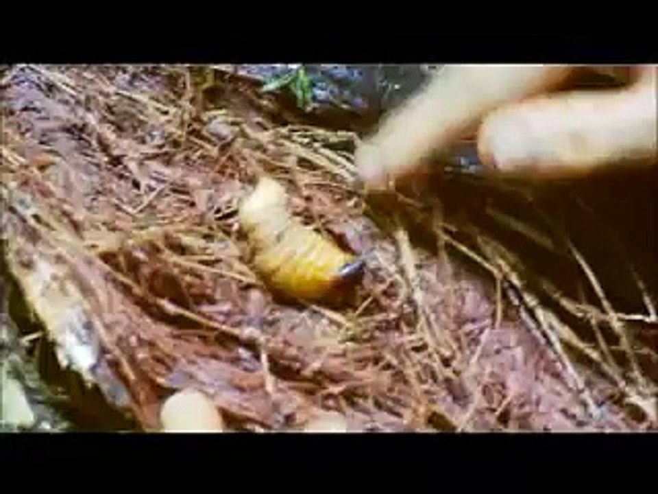 Man vs. Wild - extrait