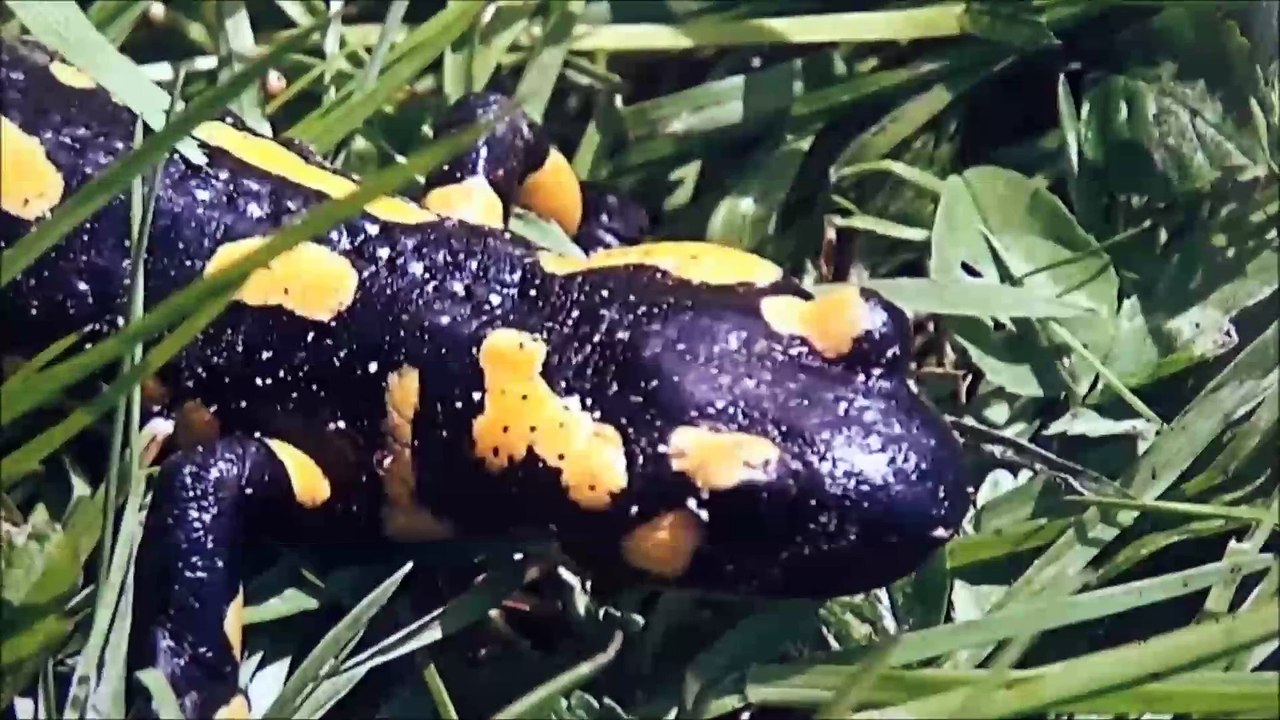 Exposition de photos de reptiles de nos régions à Sommecaise