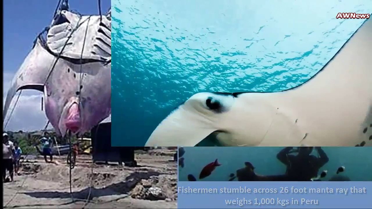 Une raie d'une tonne capturée au Pérou