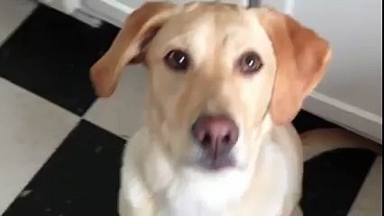 Gözlerini Şaşı Yapan Köpek