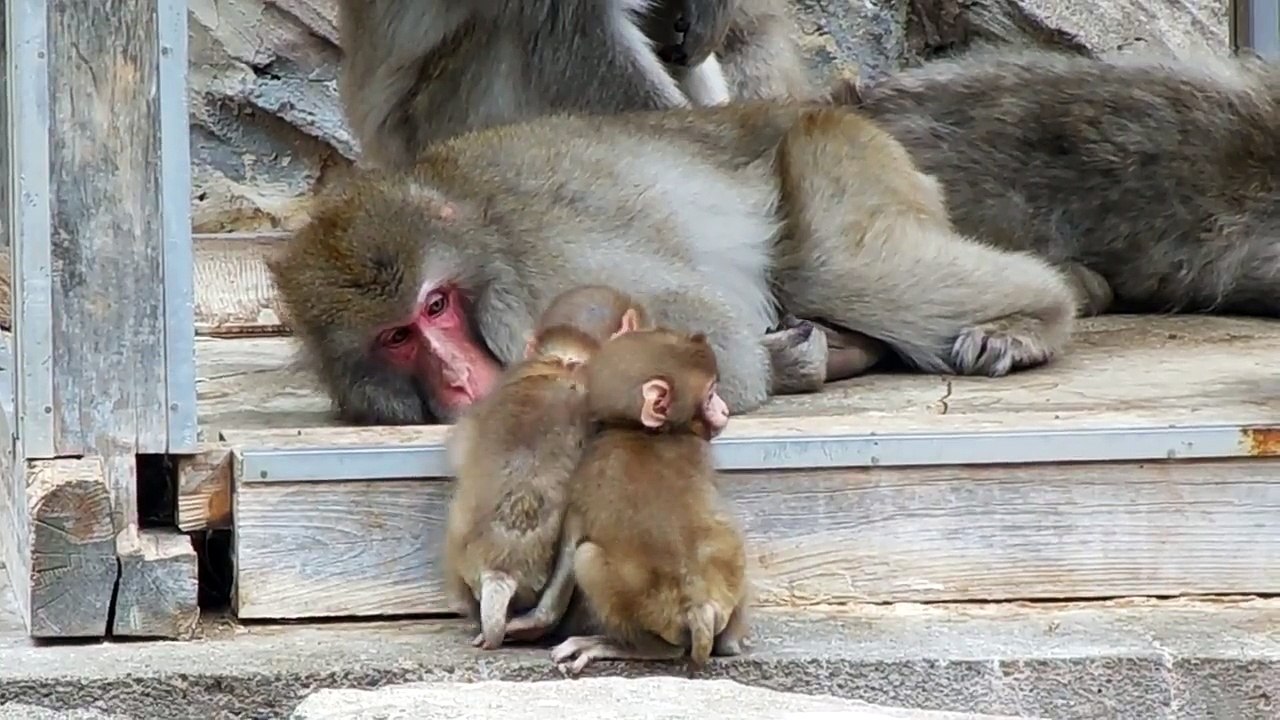 Japanese macaque "Family and their company" : ニホンザル「家族とおともだち」＠上野動物園 / Baby monkies - DSCN6563