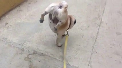 Funny Videos: Pug Dog Frankie And His Peculiar Way Of Going To The W.C.