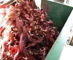 Contrastes - Reportaje: Exportación de ají paprika