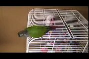 NEMO the Green Cheeked Conure ( Parrot )