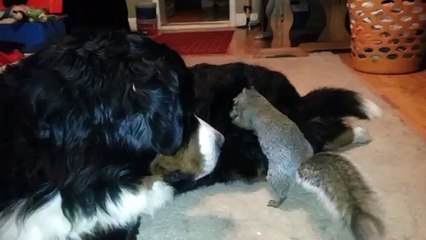 Squirrel hides nuts in a Bernese Mountain dog's fur