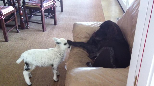 Adorable pet lamb thinks she's a dog