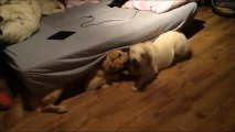 Father and son Golden Retrievers play together